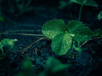 erdbeertopf-bepflanzen-und-ueberwintern