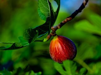 feigenbaum-duengen-anleitung