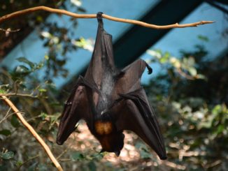 fledermauskasten-baum