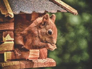 futterhaus-eichhoernchen-bild