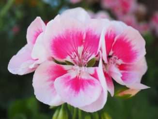Duftpelargonien