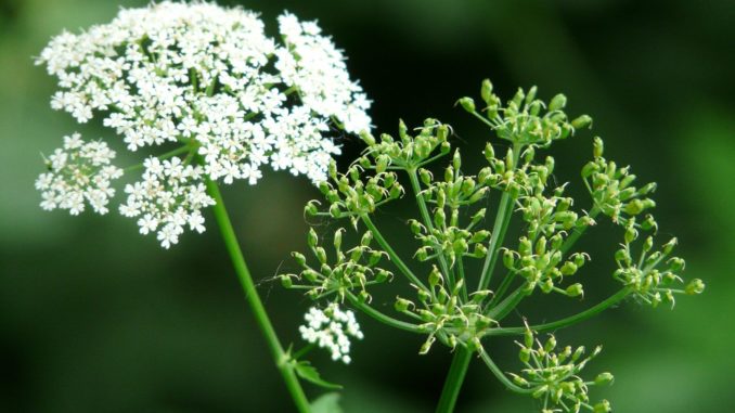 Giersch im Garten Giersch im Garten