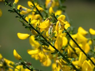 ginster-entfernen-tipps