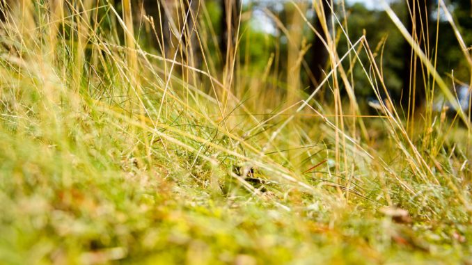 Rasen gießen bei Hitze