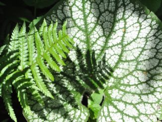 grossblaettrig-pflanze