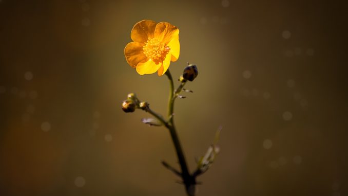 hahnenhuß-blume-hinweise-pflege