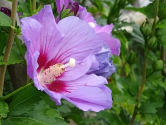 Hibiskushecke mit lilaner Blüte