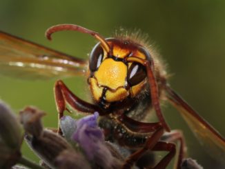 Hornisse im Zimmer kann gefährlich sein