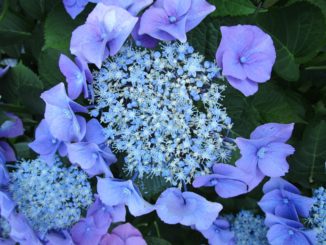 Blaue Hortensie