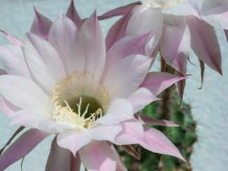 koenigin-der-nacht-pflanze