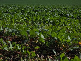 kreuzbluetengewaechse