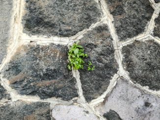 lavastein-fuer-garten