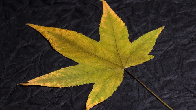 laubblatt bestimmen laubblatt bestimmen