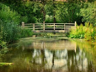 luftpumpe-fuer-teich-und-aquarium