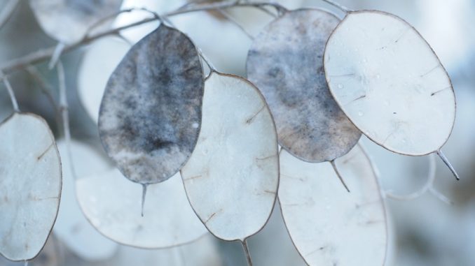 lunaria-silberblatt lunaria-silberblatt