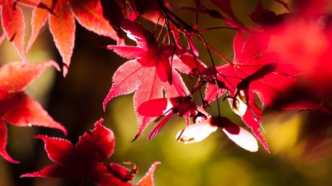 japanischer-ahorn japanischer-ahorn-pflanze