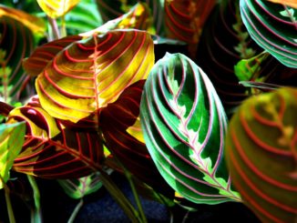 maranta-pflanze
