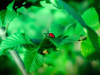 blume-platostoma-palustre