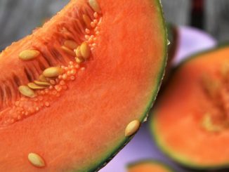 melonenkerne_einpflanzen