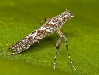 miniermotte_bekämpfen