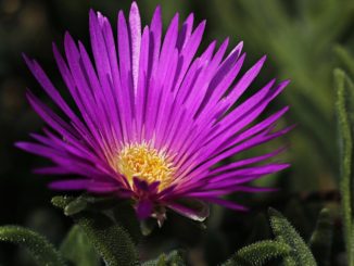 mittagsblume-ueberwintern