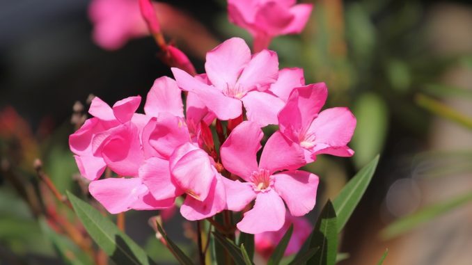 oleander oleander-gelbe-blätter