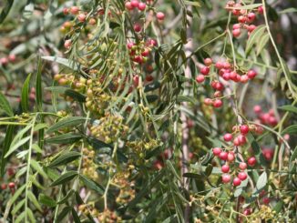 pfefferbaum-als-bonsai