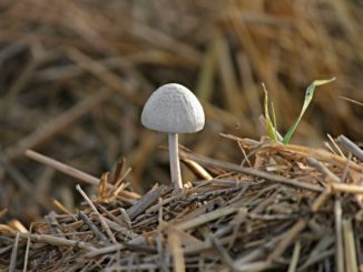 pferdeaepfel-in-wasser-aufloesen