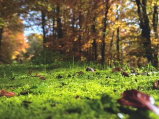 pflanzen-bestimmung-deutschland