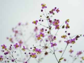 pflanzenbestimmung-blatt-stengel