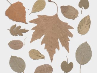 pflanzenpresse-herbarium