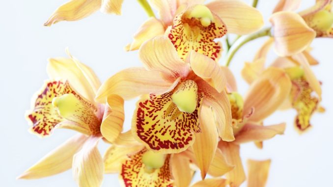 pflege, herkunft der Orchidee