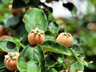 quittenbaum-kleinwuechsig-bild