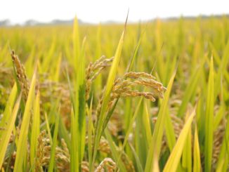 reisanbau-feld-garten