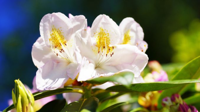 Rhododendron