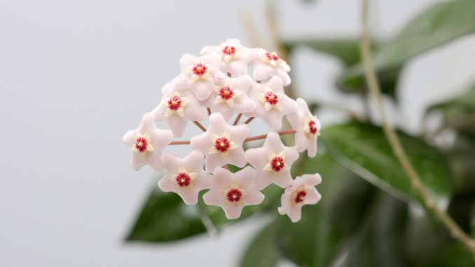 richtige-zucht-und-pflege-der-porzellanblume