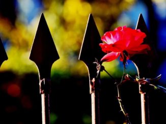 Rosenstab Metall mit einer Rose