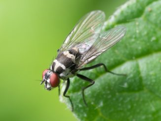 schwarze-fliege-im-garten