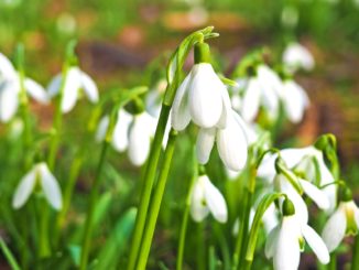 Schneeglöckchen