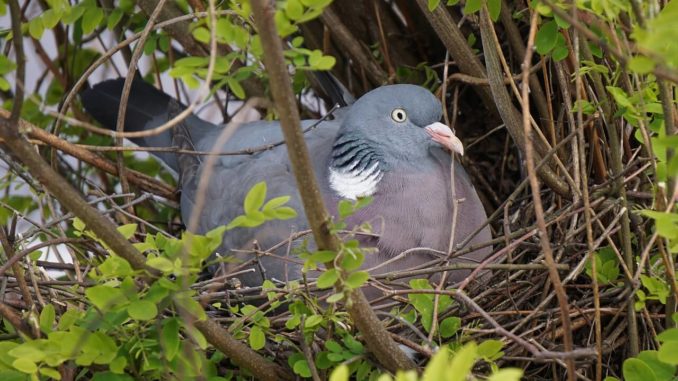 taubennest Taubennest mit einer Taube drin