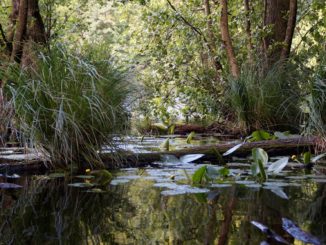 teichsand-fuer-den-garten