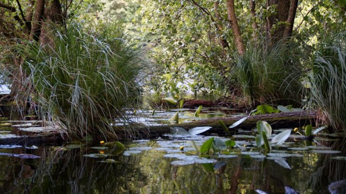 teichsand-fuer-den-garten teichsand-fuer-den-garten