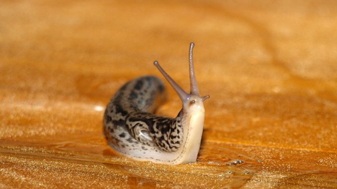 tigerschnecke tigerschnecke