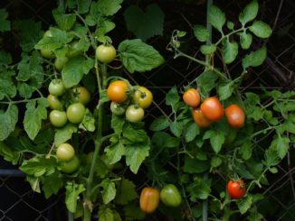 tomaten-strauch