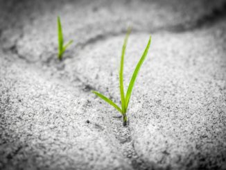 unkraut-vernichten-auf-gehweg