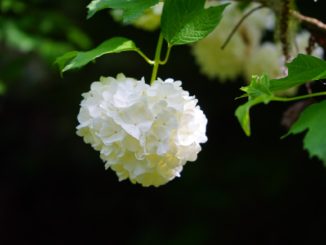 Japanischer Schneeball