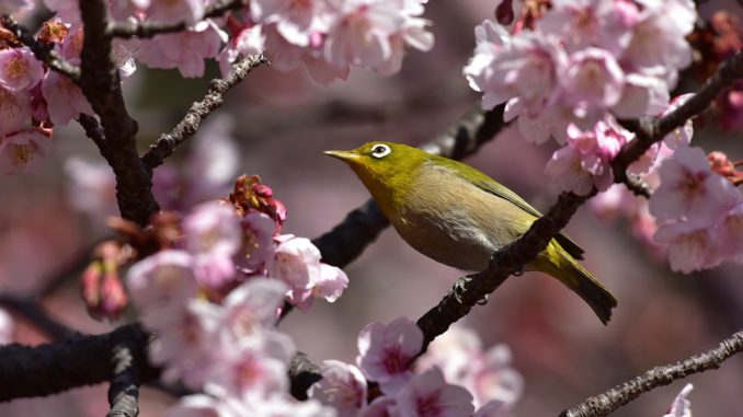 vogel-kirschbaum vogel-kirschbaum