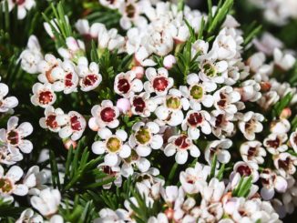 wachsblume-porzellanblume-pflege-und-standort