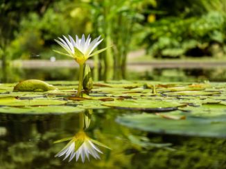 Schwimmteich Pflanzen