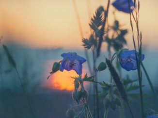 welche-blume-ist-das-bild